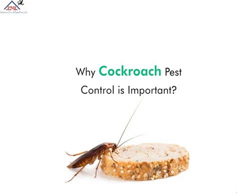 General Cockroach Pest Control Service In Navi Mumbai At Rs Sq Ft In