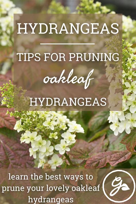 When To Prune Oakleaf Hydrangea At Patrick Jamie Blog