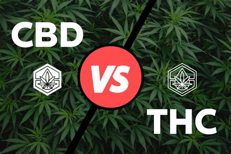 Cbd Vs Thc Quelle Est La Diff Rence C Bnoids