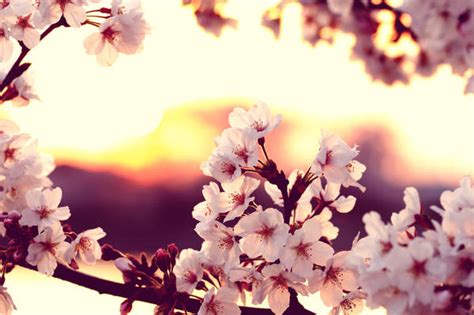 cherry blossom sunset by jyoujo on DeviantArt