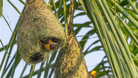 12 Astonishing Bird Nests That Will Blow Your Mind Outlandish Owl