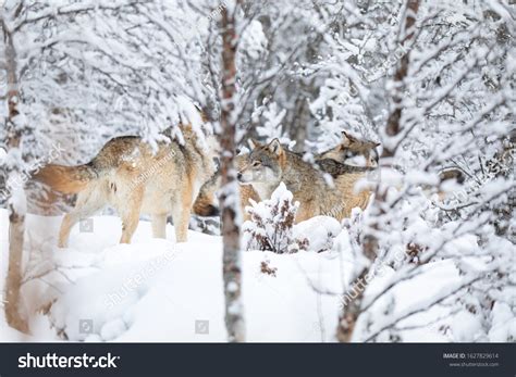 Wolves Wolf Pack Forest Snowy Day Stock Photo 1627829614 | Shutterstock