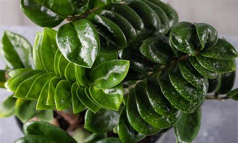 Significado Da Zamioculca Zamioculcas Zamiifolia Conhe A Tudo Sobre