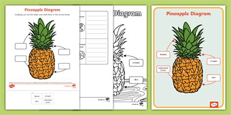 Pineapple Diagram Pack Profesor Hizo Twinkl