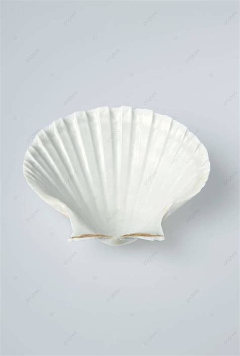 Sea Shell Sea Biology Scallop Photo Background And Picture For Free ...