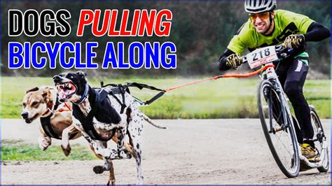 Dogs Pulling Bicycle Along And Running A Course Youtube