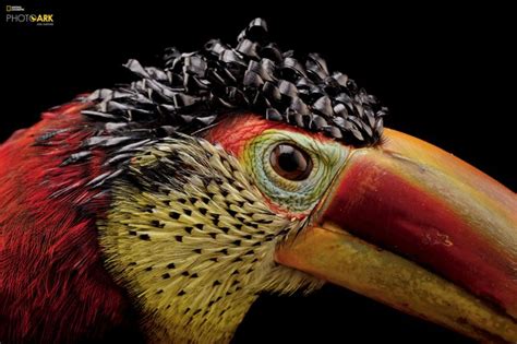 Joel Sartore The Man Who Takes Studio Photos Of Endangered Species