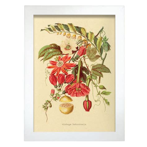 Affiche Nacnic De Fruit De La Passion Inspir Par Florale Vintage