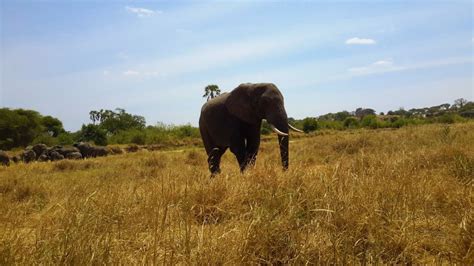 Day Ngorongoro Crater Empakai And Tarangire Safari Getyourguide