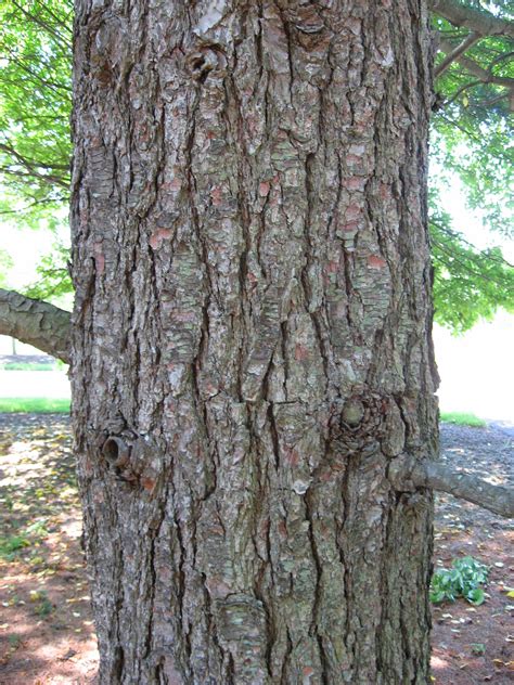 Pinus Strobus Bark