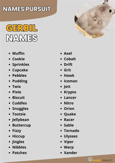 Gerbil Names [550+ Cute, Funny, & Unique Ideas]