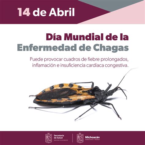 Salud Mantiene Ssm Acciones Preventivas Ante Enfermedad De Chagas