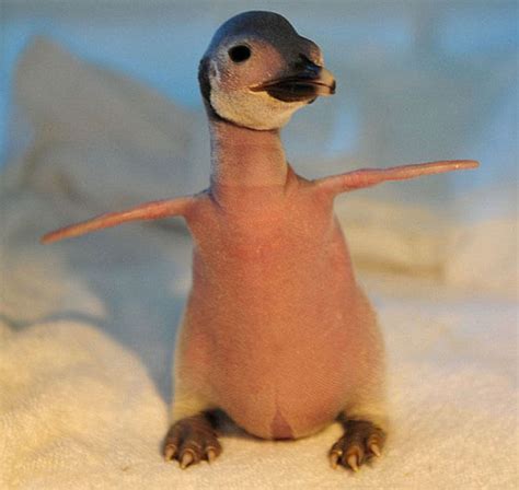 23 Hairless Animals You Won't Recognize. #9 Is Just a Big Pile Of Weird