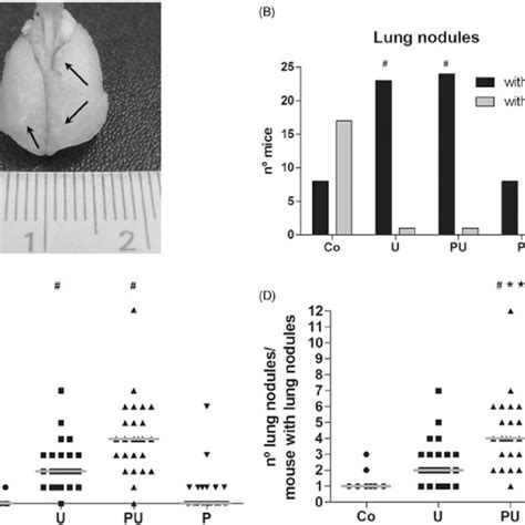 Urethane Induced Pre Neoplastic Lung Lesions In Mice Treated During An