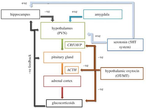 Schematic Of The Hypothalamic Pituitary Adrenal Hpa Axis And The