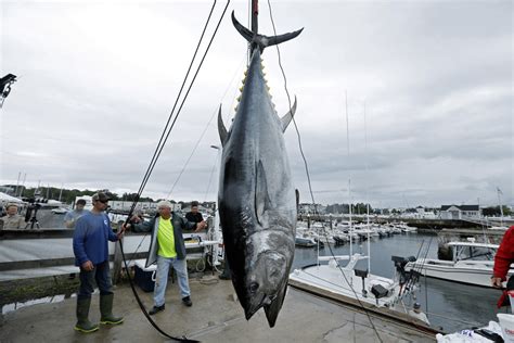 Bluefin Tuna, usually ~3m long : HumanForScale