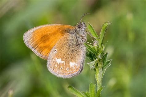 Coenonympha glycerion Borkhausen 1788 LuBenea Motýle