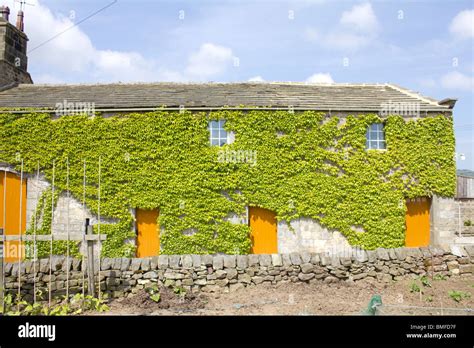 Ivy Covered House Dacre Yorkshire England Stock Photo Alamy