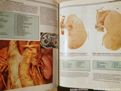 gran atlas de anatomía humana nueva edicion Comprar Libros de