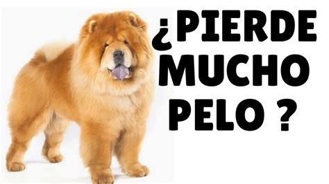 Como Evitar La Caida De Pelo En Los Perros 10 Secretos Imperdibles