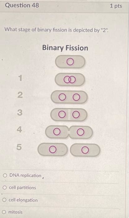 Solved What Stage Of Binary Fission Is Depicted By 2