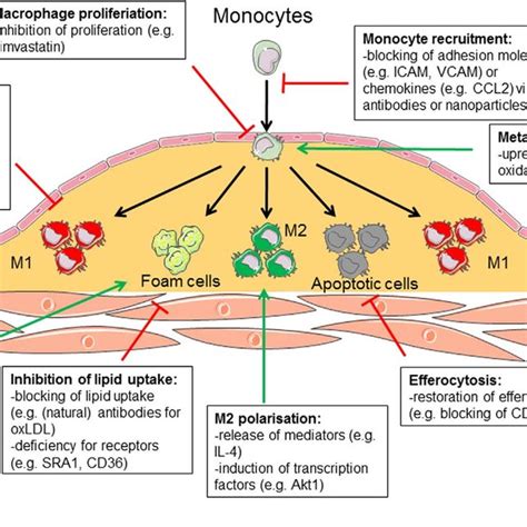 Pdf Heterogeneity Of Atherosclerotic Plaque Macrophage Origin