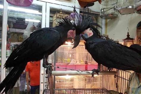 Great Black Parrot Price Updated Guide And Images Parrots For Sale