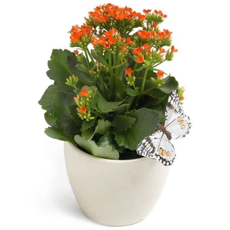 Kalanchoe Kwiaty Ro Liny Doniczkowe Ca A Oferta Kwiaciarnie Z