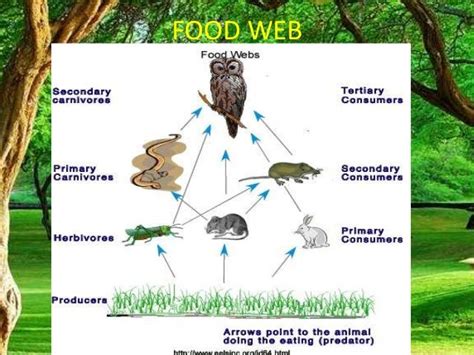 Food chain,food web, forest ecosystem