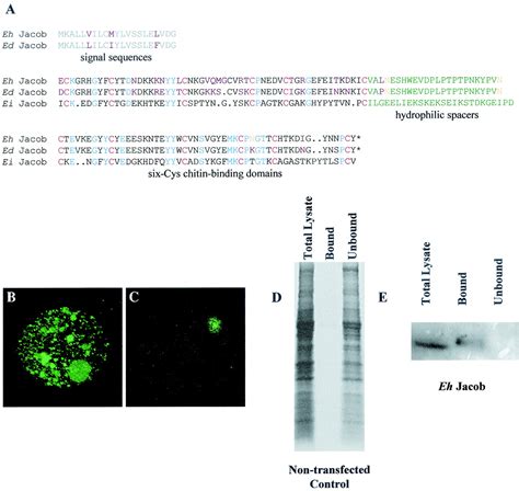 Entamoeba Histolytica Lectins Contain Unique Cys Or Cys Chitin