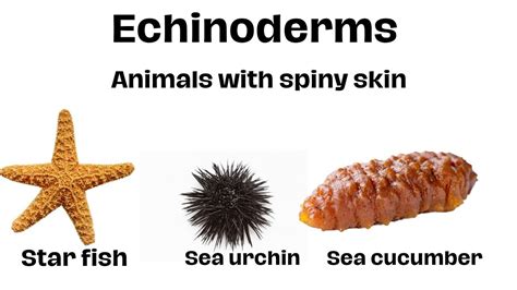 starfish sea urchin echinoderms science classscience