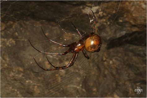 Cave Spiders