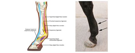 Common Tendon And Leg Injuries Australian Race Horse Trainers New