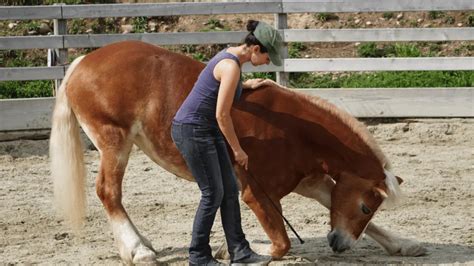 A Starter Guide To Becoming A Professional Horse Trainer