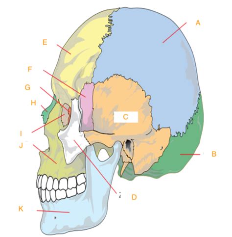 skull and brain labeling Flashcards | Quizlet