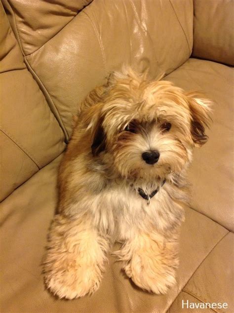 Pin On Dog Breed Havanese