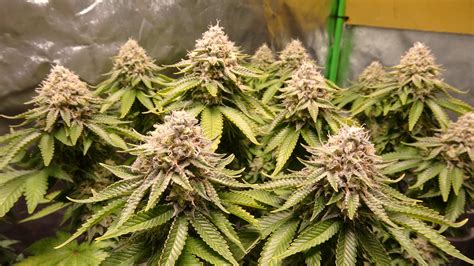 How To Grow Cannabis Forum | Mr. Grow It