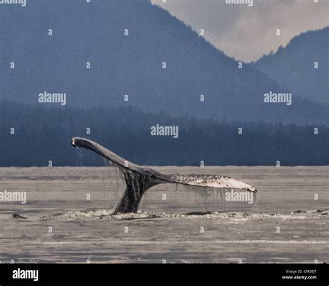 July 5 2012 Borough Of Juneau Alaska Us A Humpback Whale