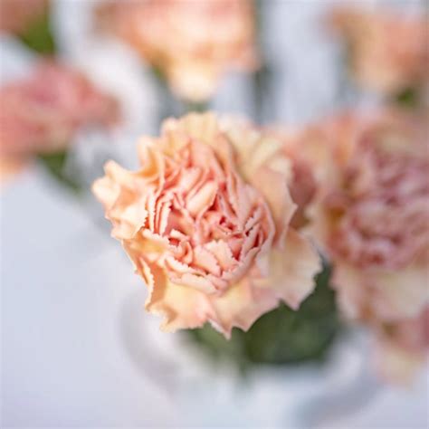 Terracotta Carnation Standard Flower Delivery You Floral