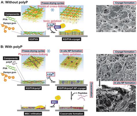 Formation Of Porous Kg Pva Hydrogel Based On Physically Cross Linked