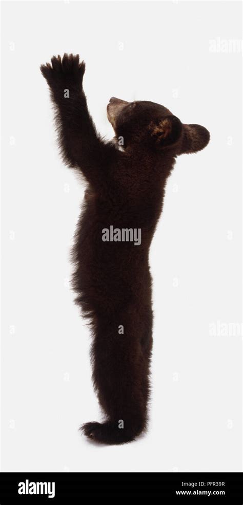 American Black Bear Cub Ursus Americanus Standing Upright Arms In