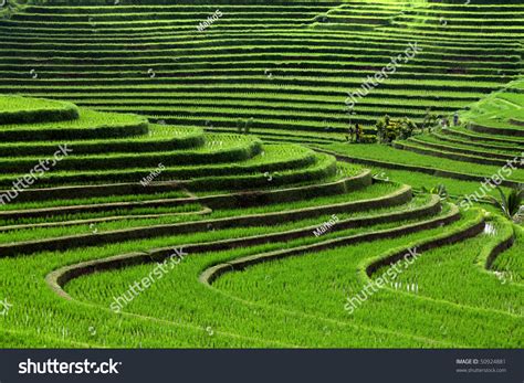 Terrace Rice Fields Bali Indonesia Stock Photo 50924881 | Shutterstock