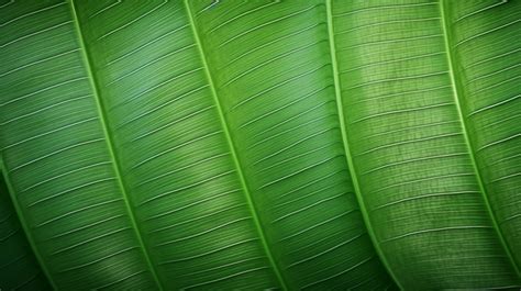 Banana Leaf An Intricate Texture Overlay Banana Leaf Green Banana