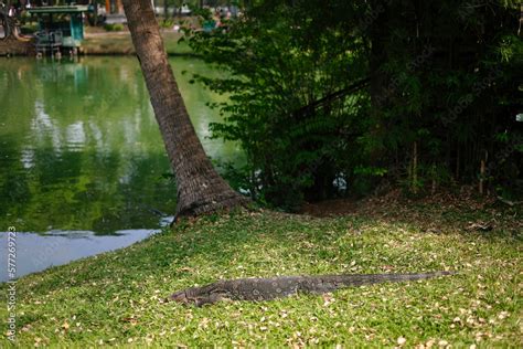 Asian Water Monitor Varanus Salvator Also Common Water Monitor Large