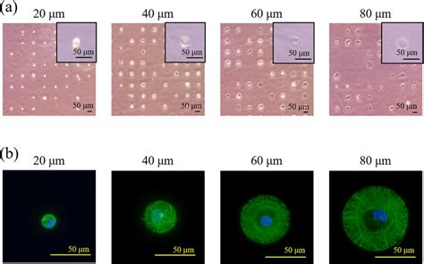 Cell Adhesion And Morphology On Micropatterned Surfaces A