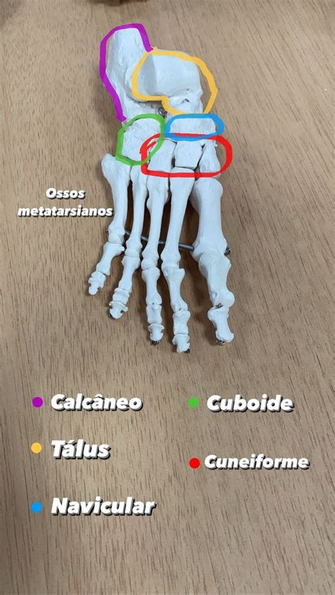 Anatomia Ossos Do P Material De Enfermagem Escola De Medicina