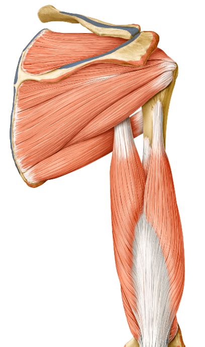 The Teres Major Muscle - Yoganatomy