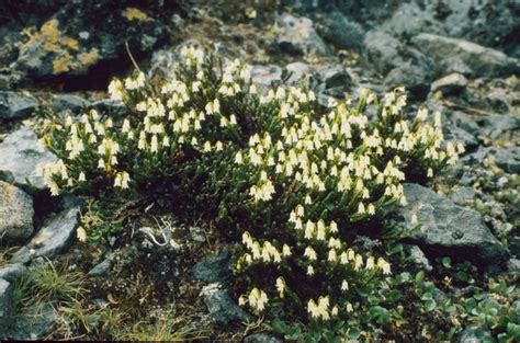 Arctic Bell Heather Plants Of Abisko National Park · Inaturalist