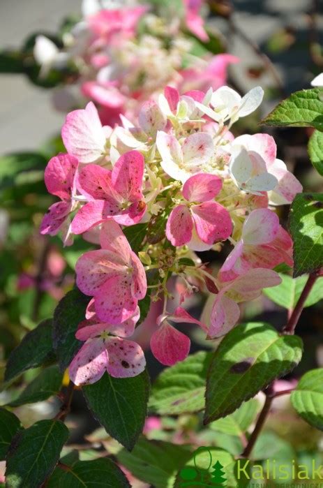 Hydrangea Paniculata DIAMANT ROUGE Rendia Hortensja Bukietowa