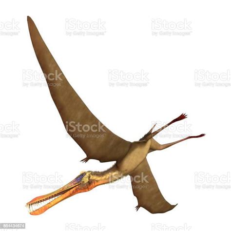 3d Rendering Pterodactyl Anhanguera On White Stock Photo Download